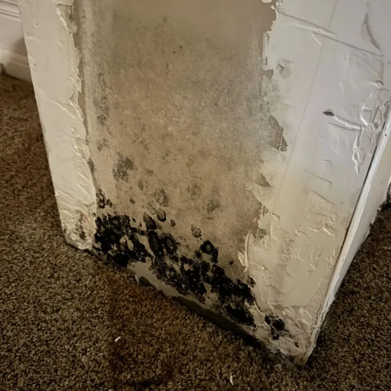 Professional Mold Removal in West Torrington, CT